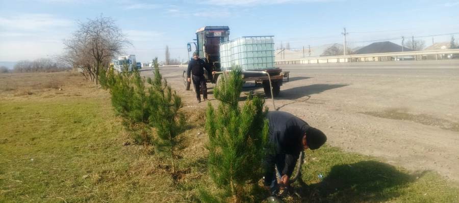 Goranboyda ağacəkmə aksiyası keçirildi - FOTOLAR
